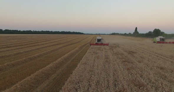 Harvesters Tresh Wheat At Sunset