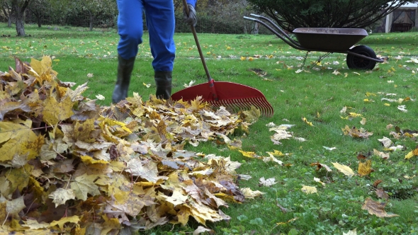 Gardener Man Rake Fall Leaves And Empty Cart During Autumn Works In Yard. 