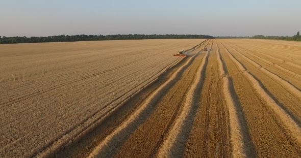 Harvester Threshing Ripe Wheat Aerial View