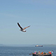 Seagull flying over the sea, the boat with passengers floats - VideoHive Item for Sale