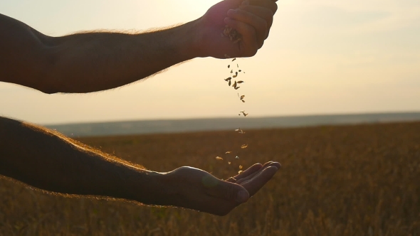 Man Hands Pouring Ripe Wheat alt