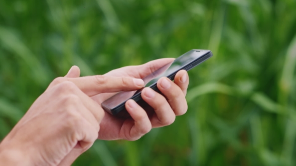Hands Of Man Working With a Smartphone On The Background Blurred Fields Of Corn alt