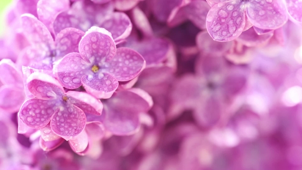 Lilac Flowers Background