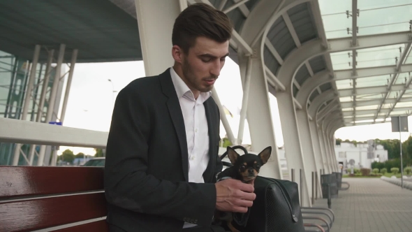 Young Handsome Businessman In Tuxedo Holding His Chihuahua Dog Pet And Waiting For a Taxi. Urban