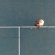 Professional Tennis Player Taking The Tennis Ball And Serving. Overhead Shot - VideoHive Item for Sale