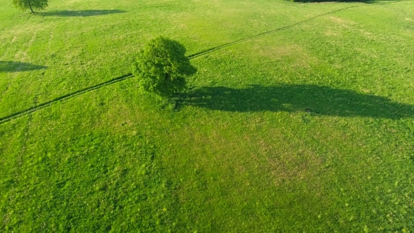 Trees In The Meadows Aerial View