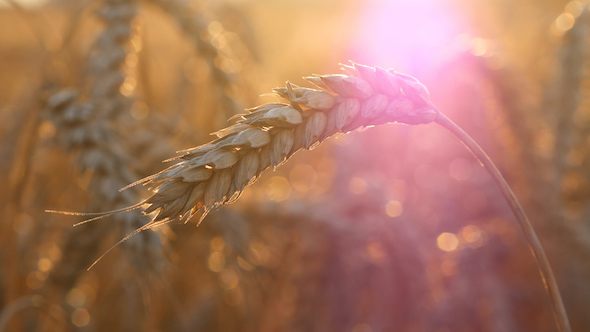 Wheat On Sunset alt