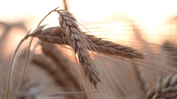 Wheat on Sunset