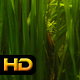 Underwater Sea Grass - VideoHive Item for Sale