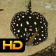 Black Diamond Ray in Tropical Bay - VideoHive Item for Sale