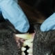 Veterinary Doctor Looking Teeth Doberman Dog  3 - VideoHive Item for Sale