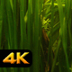 Underwater Sea Grass - VideoHive Item for Sale