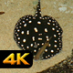 Black Diamond Ray in Tropical Bay - VideoHive Item for Sale