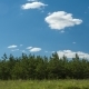 Clouds Moving Over The Forest Pine Spruce Sunny Day Cleaning Agriculture Farmers Cleaning - VideoHive Item for Sale