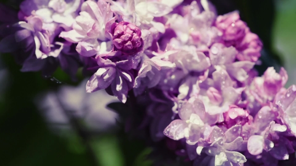 Lilac Flowers Background