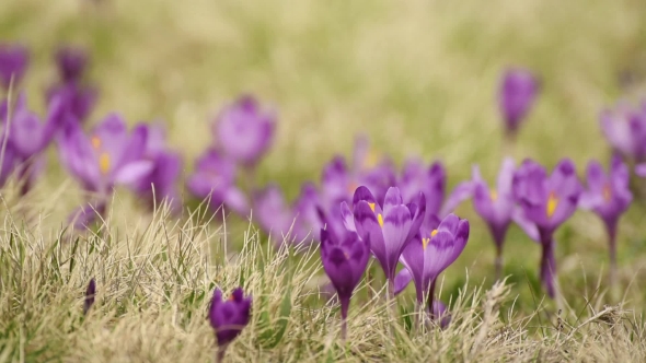 Crocus Flowers Field