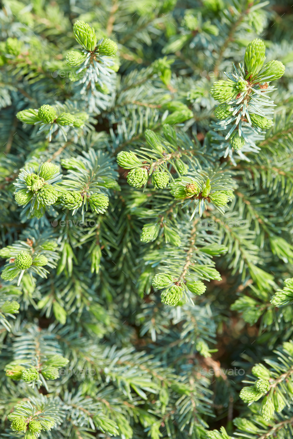 Picea abies nidiformis, Norway spurce background with buds - Stock Photo - Images