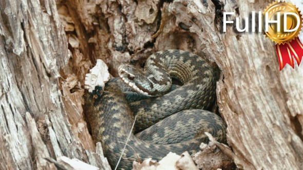 Viper Berus Poisonous Snake in a Dry Stump