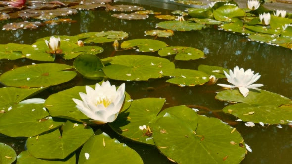 White Lotus Flower on a Water in Sun Lighting