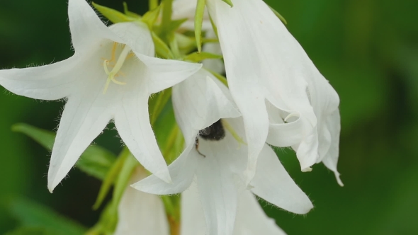 Bumblebee On Campanula Flower alt