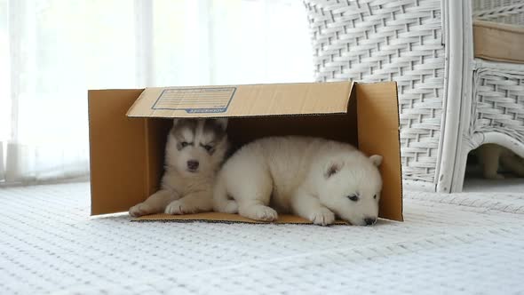 Cute Two Siberian Husky Puppies Lying In A Box alt