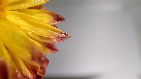 Macro Shot of Orange Flower with Water Drops on Light Background Dew Drops Falling on Flower Petals