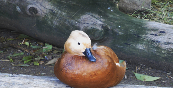Duck alt