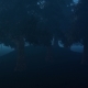 Pine Forest At Night In Fog - VideoHive Item for Sale