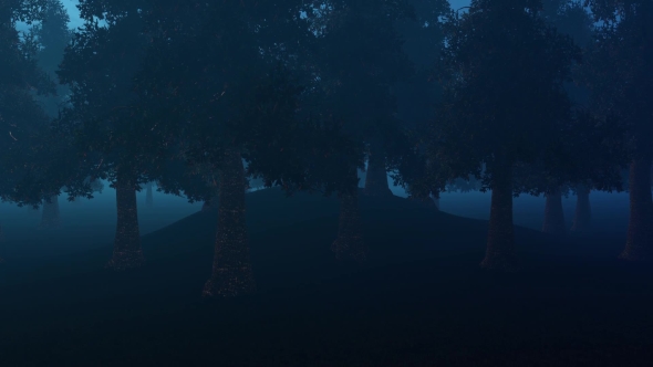 Pine Forest At Night In Fog