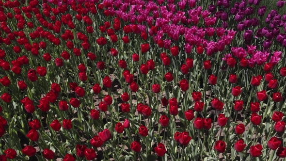 Field Of Red And Purple  Tulips Blooming