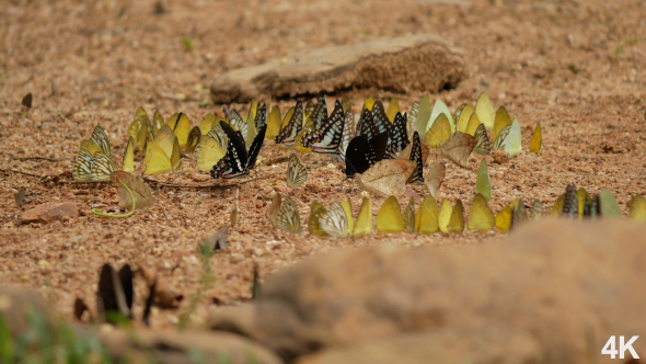 Group Of Butterflies alt