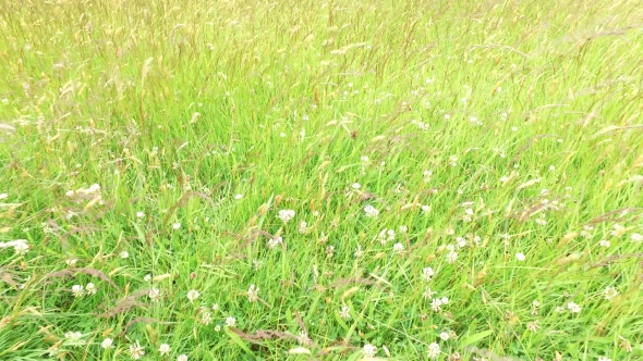Clover And Grass Growing On Meadow Or Field 49 alt