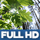 Natural Forest 3-pack - VideoHive Item for Sale