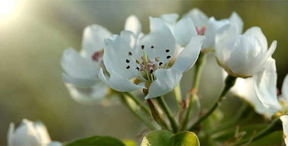 Flowering Tree - Macro