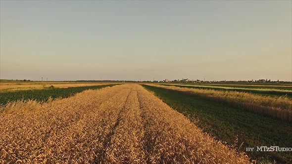 Farmland with Corn and Wheat Plantation