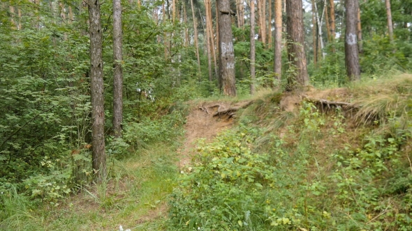 Cyclist Rides Through the Forest
