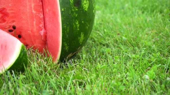 Sliced Watermelon On Grass