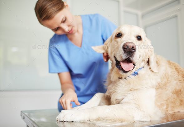 Checkup in vet clinics - Stock Photo - Images