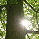 Sunbeams Tree - VideoHive Item for Sale