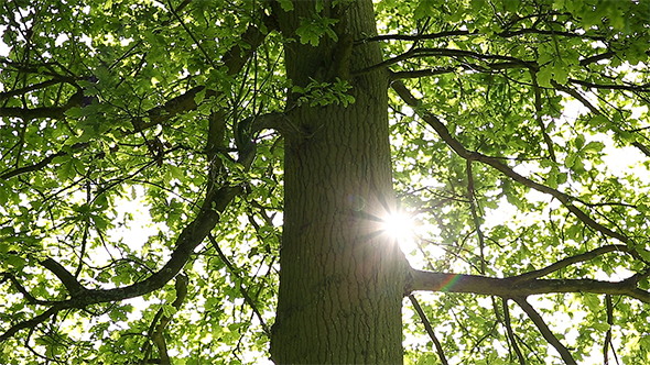 Sunbeams Tree