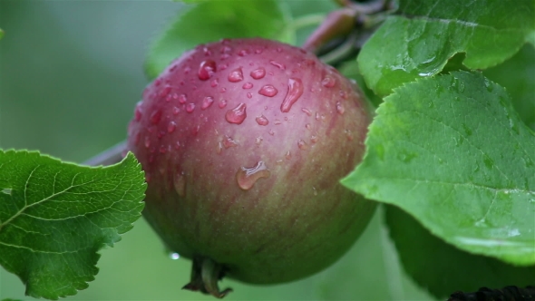 Fresh Red Apples On Branches Of An Apple Tree After Summer Rain