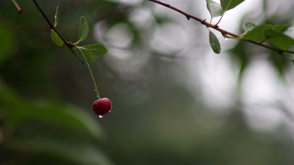 Red Cherries Shaking on the Wind After Rain