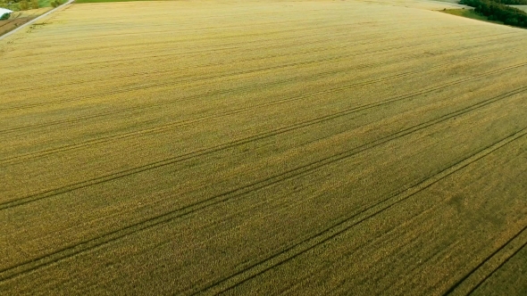 Wheat Field Aerial View