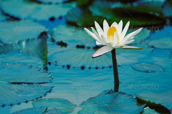 Water Lilly - Stock Photo - Images