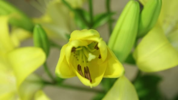 Wonderful World Yellow Lily Flower Opening