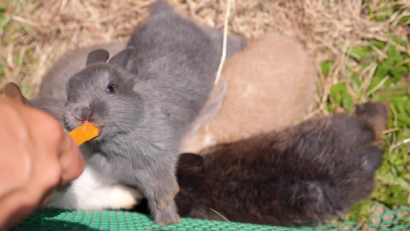 Feeding Baby Rabbits From Hand In Farm In Sunny Summer Day, Stock Footage