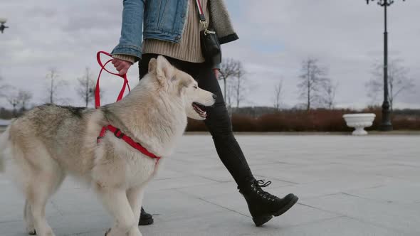 Woman Walk Out Her Pet Dog in the City. Big White Husky Dog on Red Leash in Slow Motion. Owner Walk alt