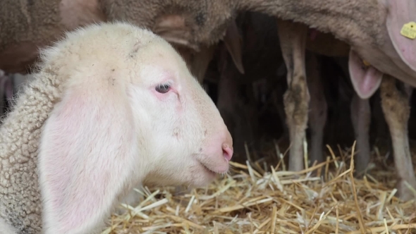 A Flock Of Sheep In a Large Farmhouse Barn. The Muzzle Is a Little Lamb 
