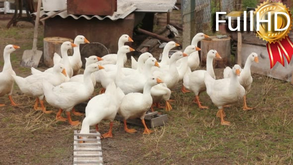Domestic Bird Flock of White Goose