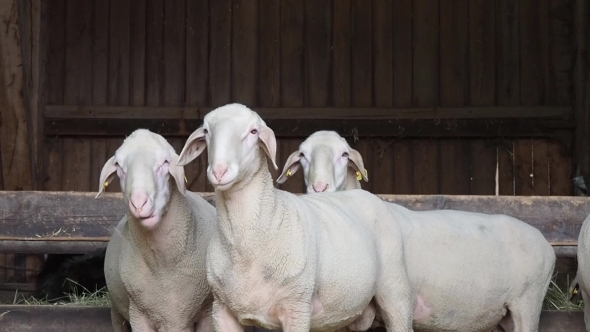Shorn Sheep Standing In a Barn. Sheep Chew The Grass And Looking Directly Into The Lens.